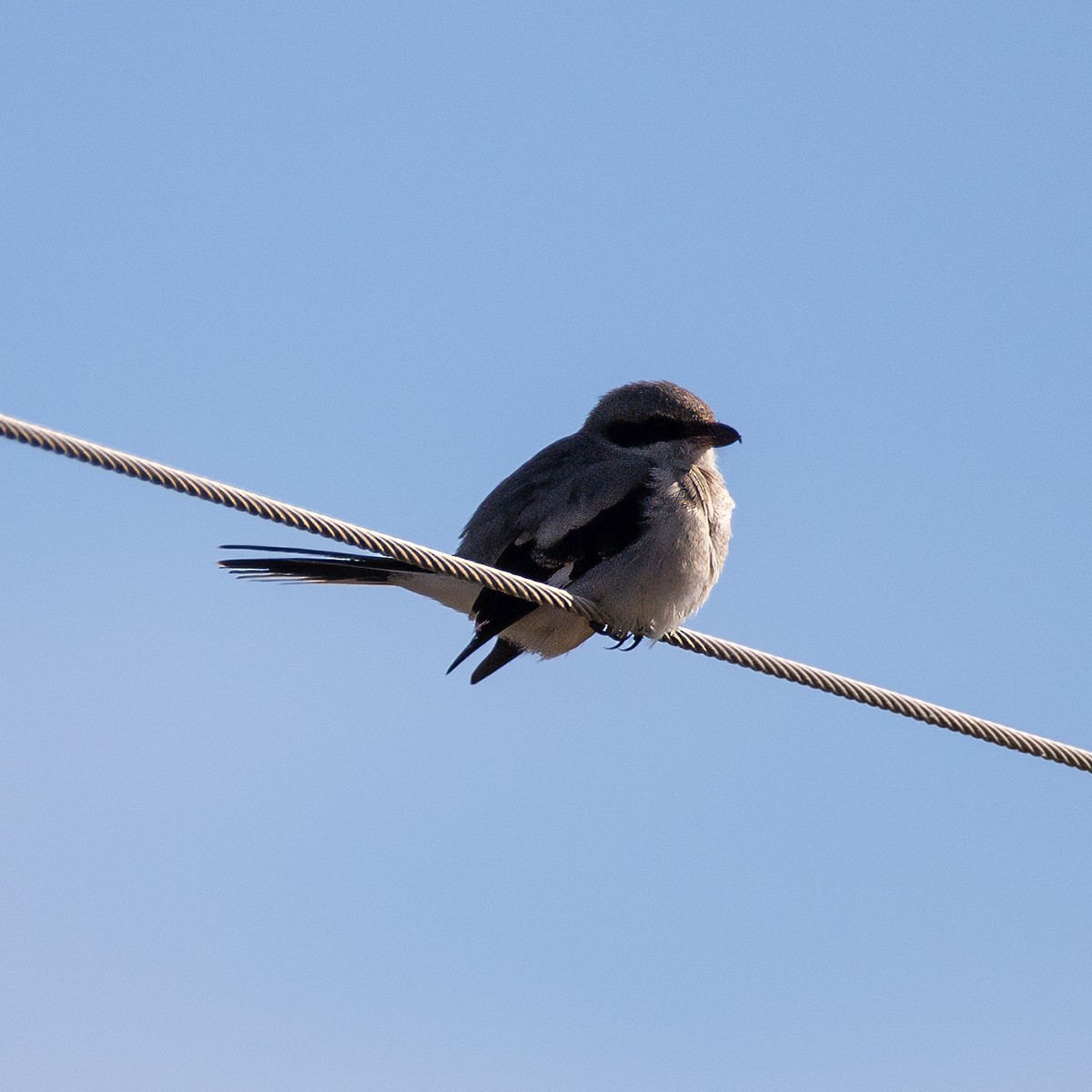 Loggerhead Shrike - ML642980144