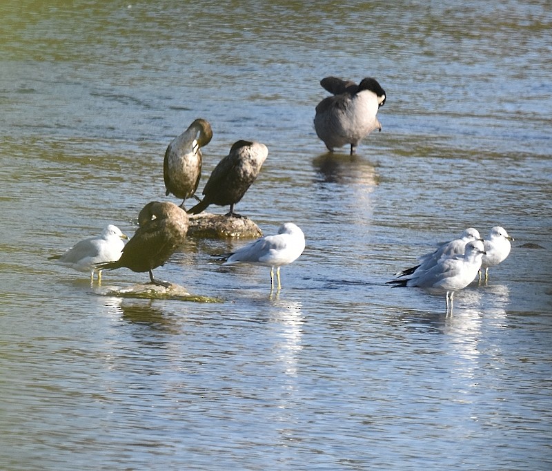 Ring-billed Gull - ML642980148