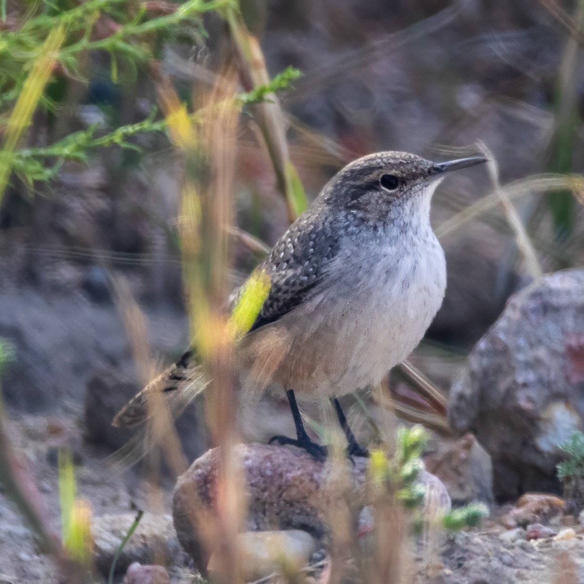 Rock Wren - ML642980149