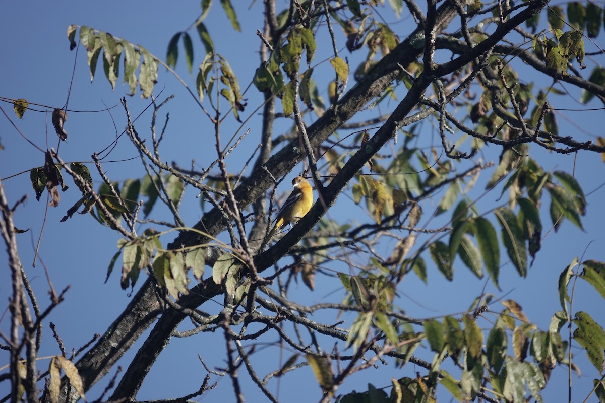 Baltimore Oriole - ML642980152