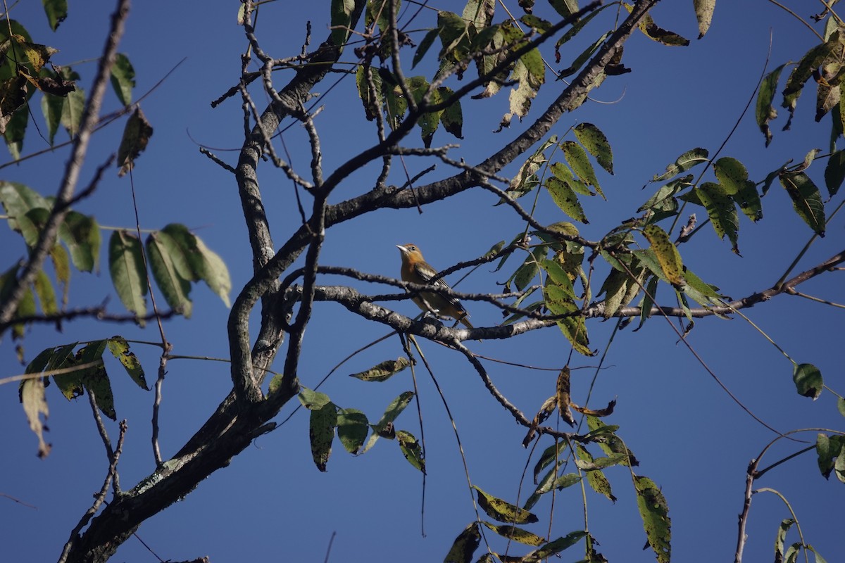 Baltimore Oriole - ML642980153