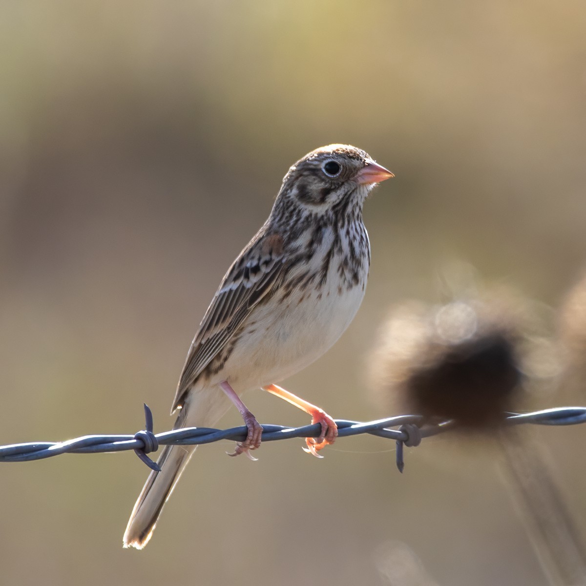 Vesper Sparrow - ML642980155