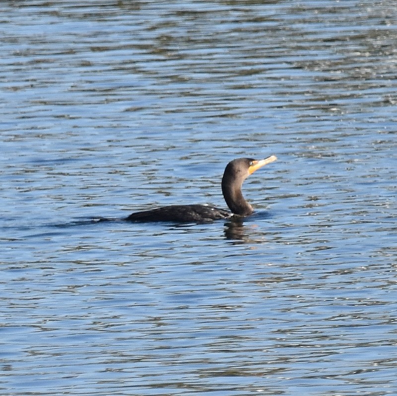Double-crested Cormorant - ML642980162