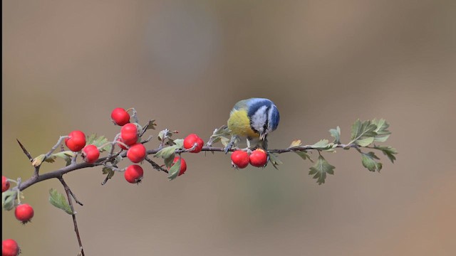 Eurasian Blue Tit - ML642980167