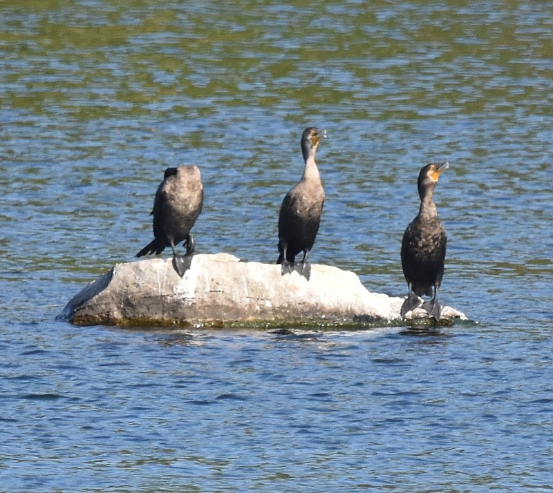 Double-crested Cormorant - ML642980168