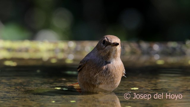 Common Redstart - ML642980173