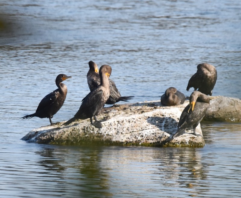 Double-crested Cormorant - ML642980177