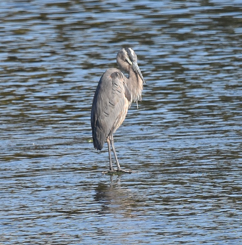 Great Blue Heron - ML642980182