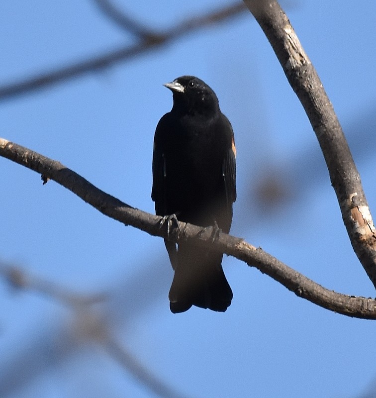Red-winged Blackbird - ML642980213
