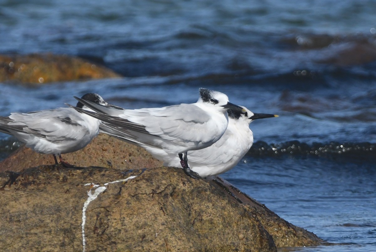 Sandwich Tern (Eurasian) - ML642980224