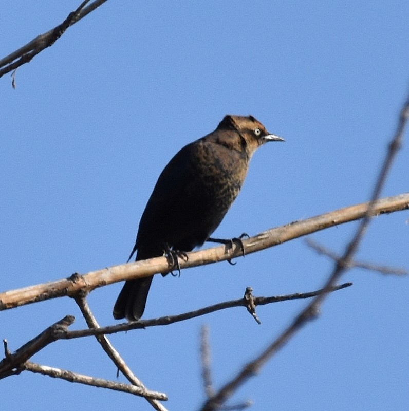 Rusty Blackbird - ML642980226
