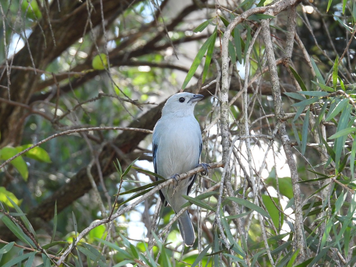 Blue-gray Tanager - ML642980231