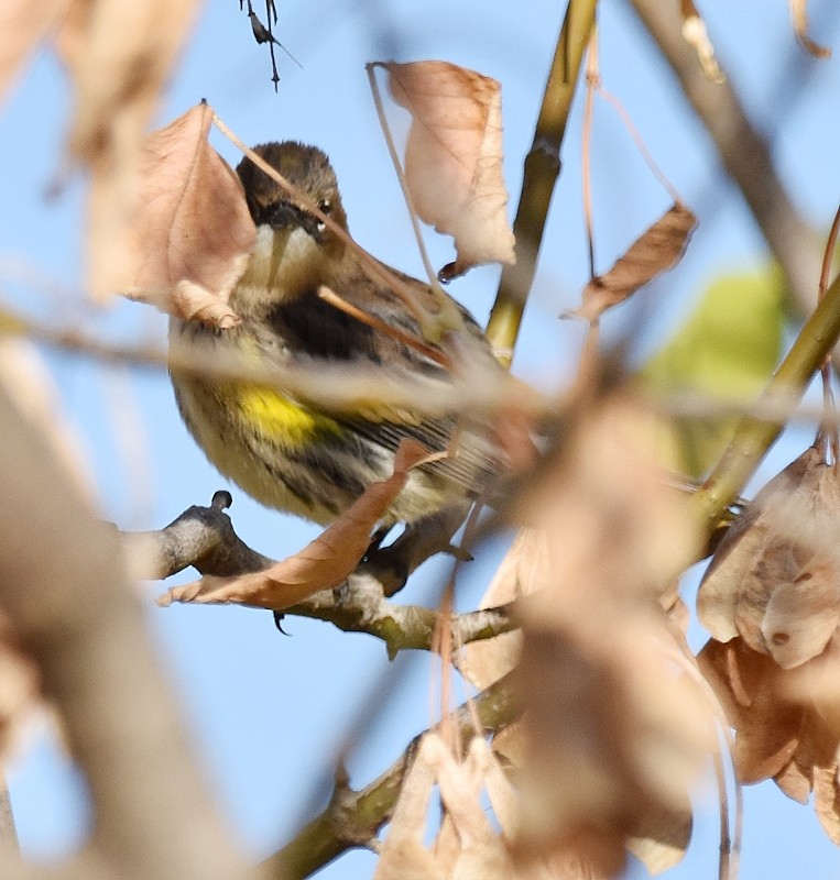 Yellow-rumped Warbler - ML642980242