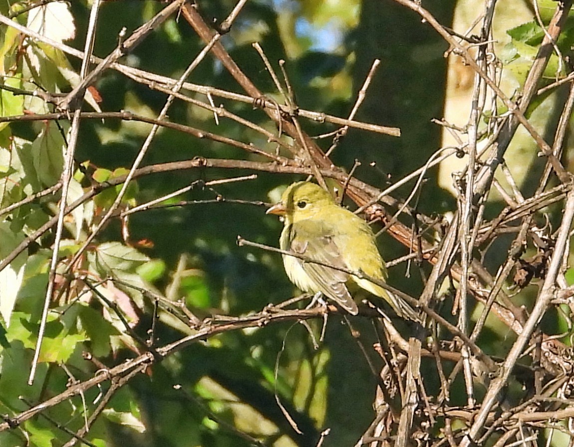 Piranga écarlate - ML642980245
