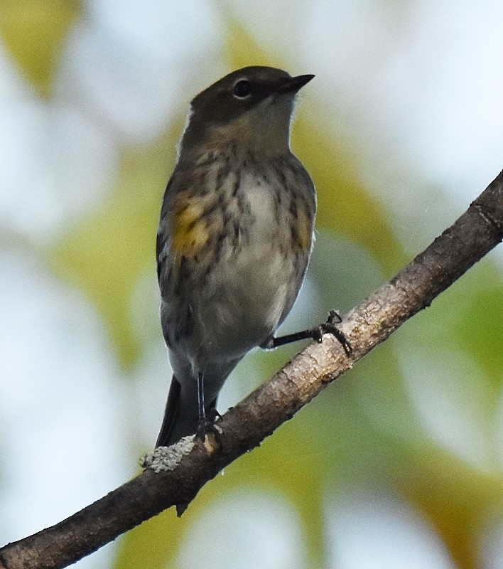 Yellow-rumped Warbler - ML642980246