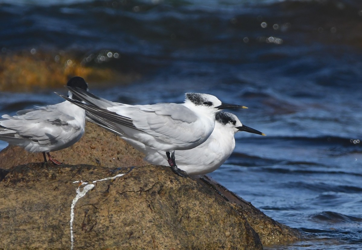 Sandwich Tern (Eurasian) - ML642980247