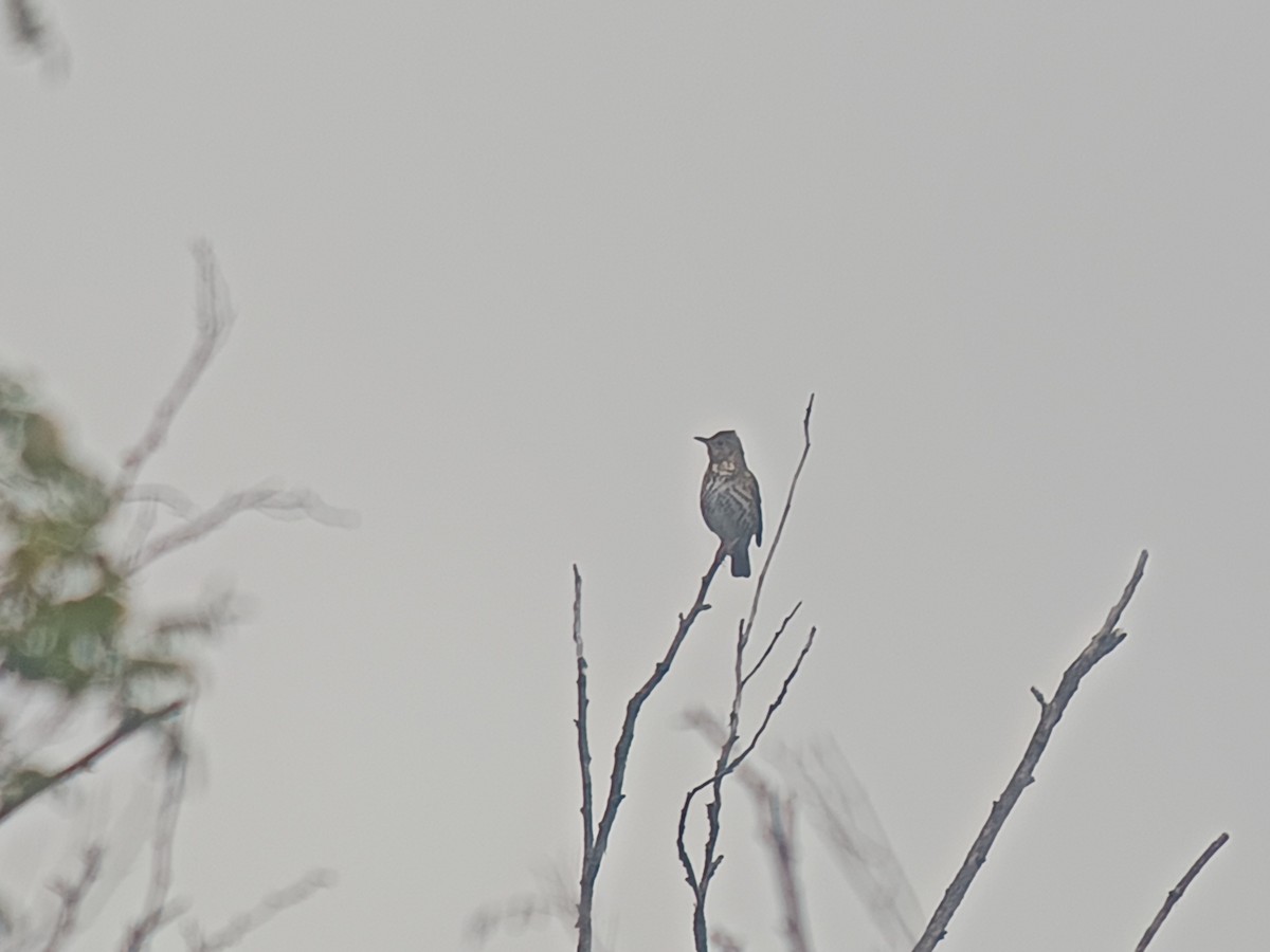 Song Thrush - ML642980256
