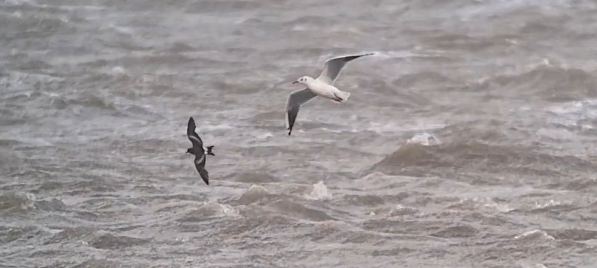 Leach's Storm-Petrel - ML642980257