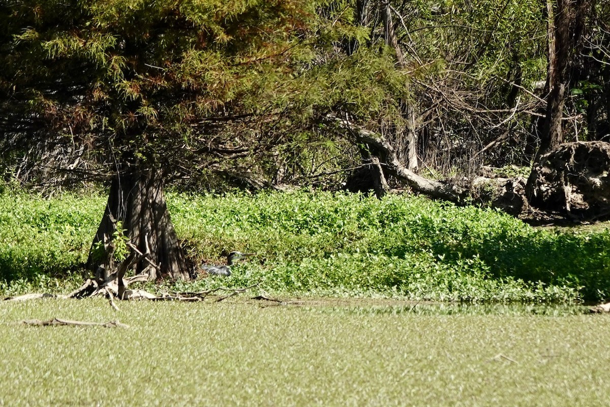 Garza Azulada - ML642980286