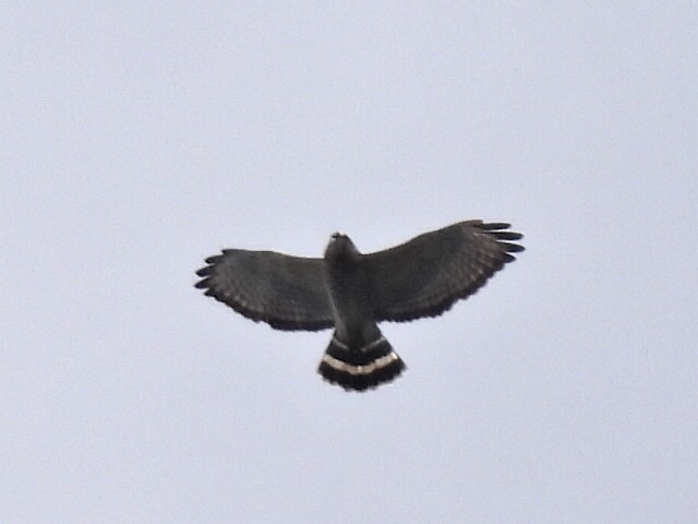 Broad-winged Hawk - ML642980304