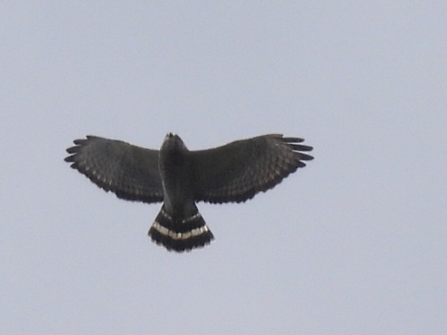Broad-winged Hawk - ML642980305
