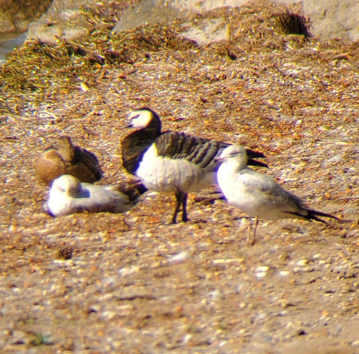 Barnacle Goose - ML642980306