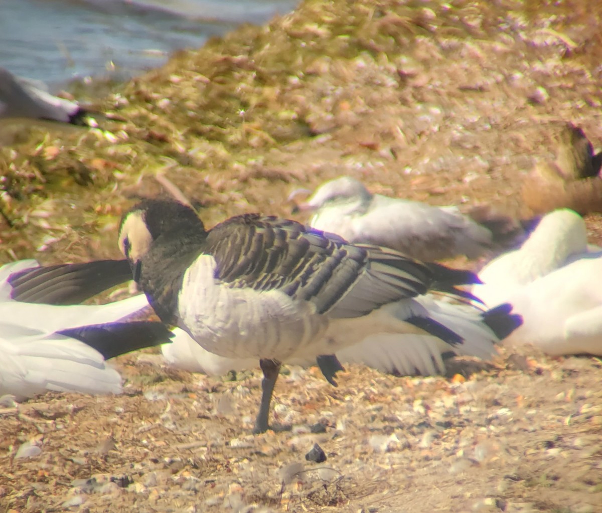 Barnacle Goose - ML642980307