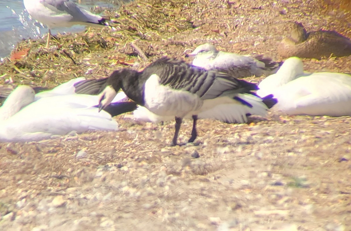 Barnacle Goose - ML642980308