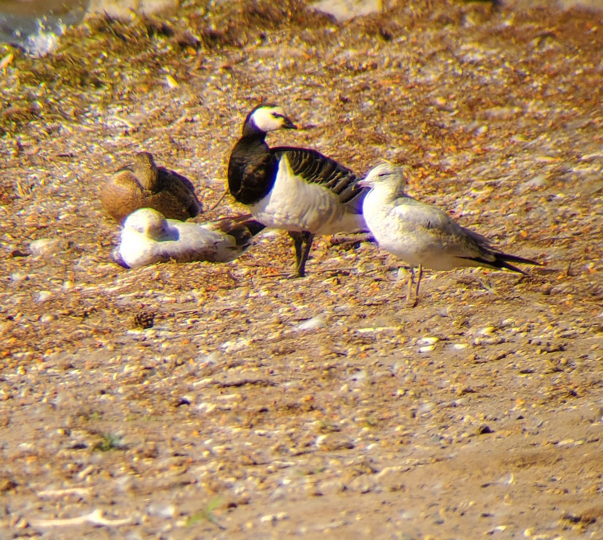 Barnacle Goose - ML642980309