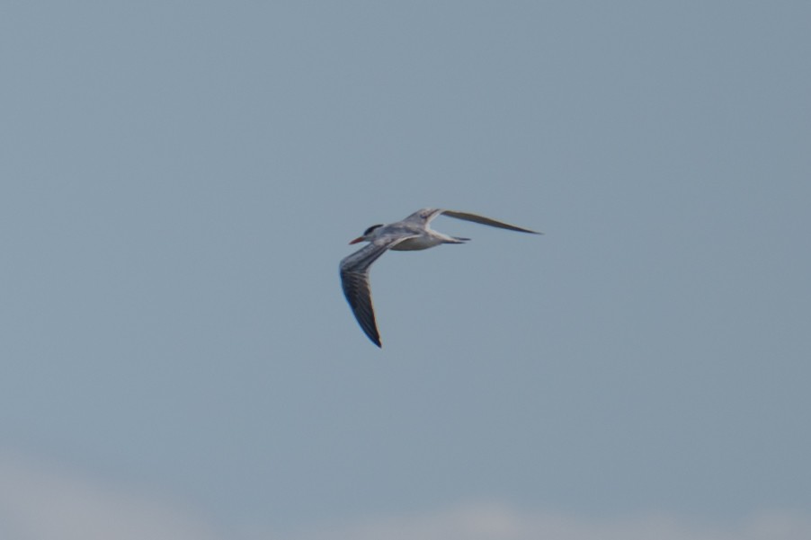 Royal Tern - ML642980313