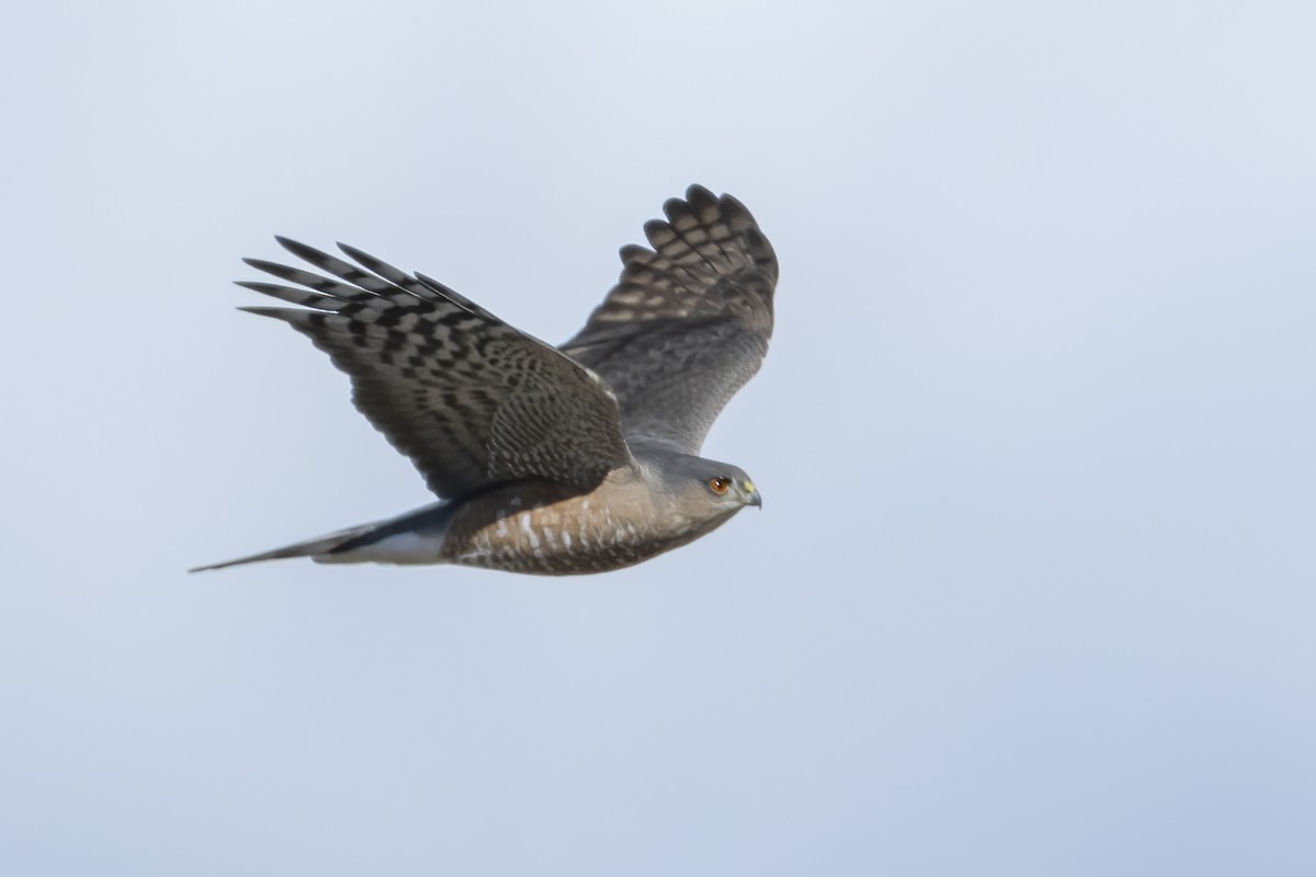 Sharp-shinned Hawk - ML642980337