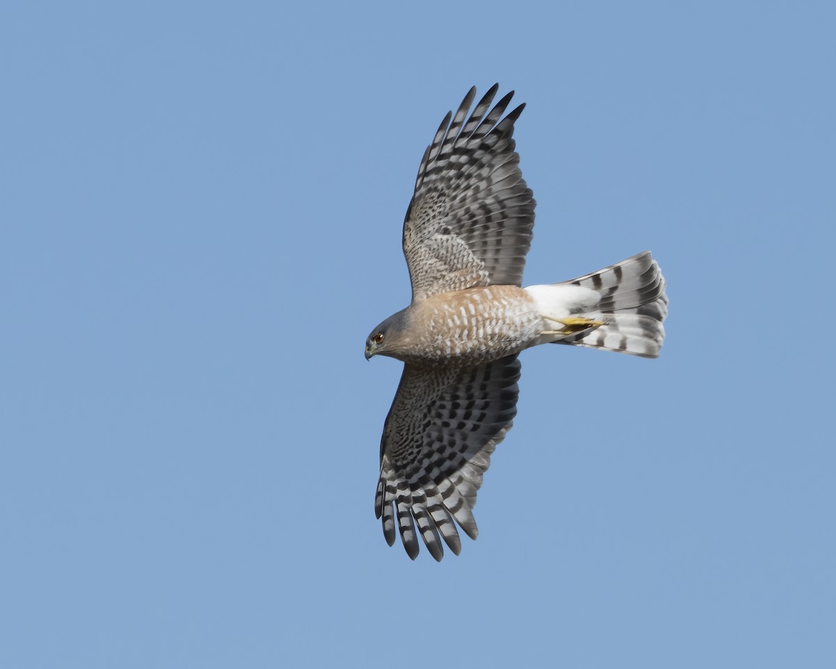 Sharp-shinned Hawk - ML642980338