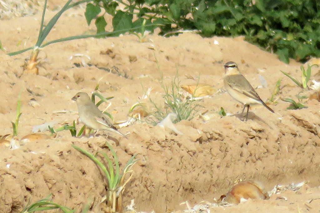 Desert Finch - ML642980339
