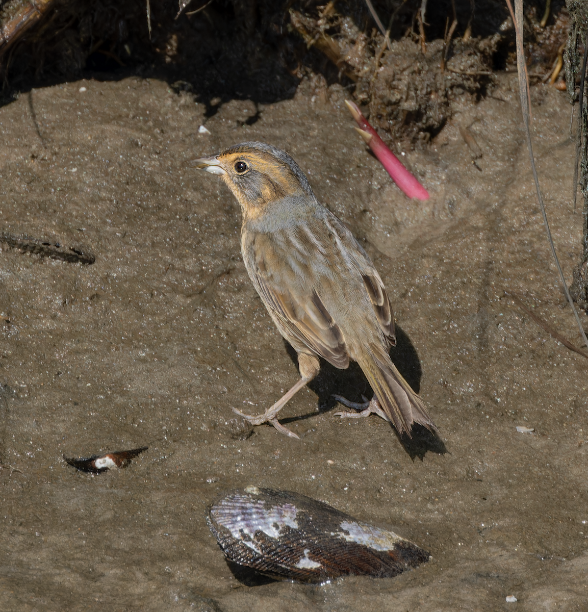 Nelson's Sparrow - ML642980345