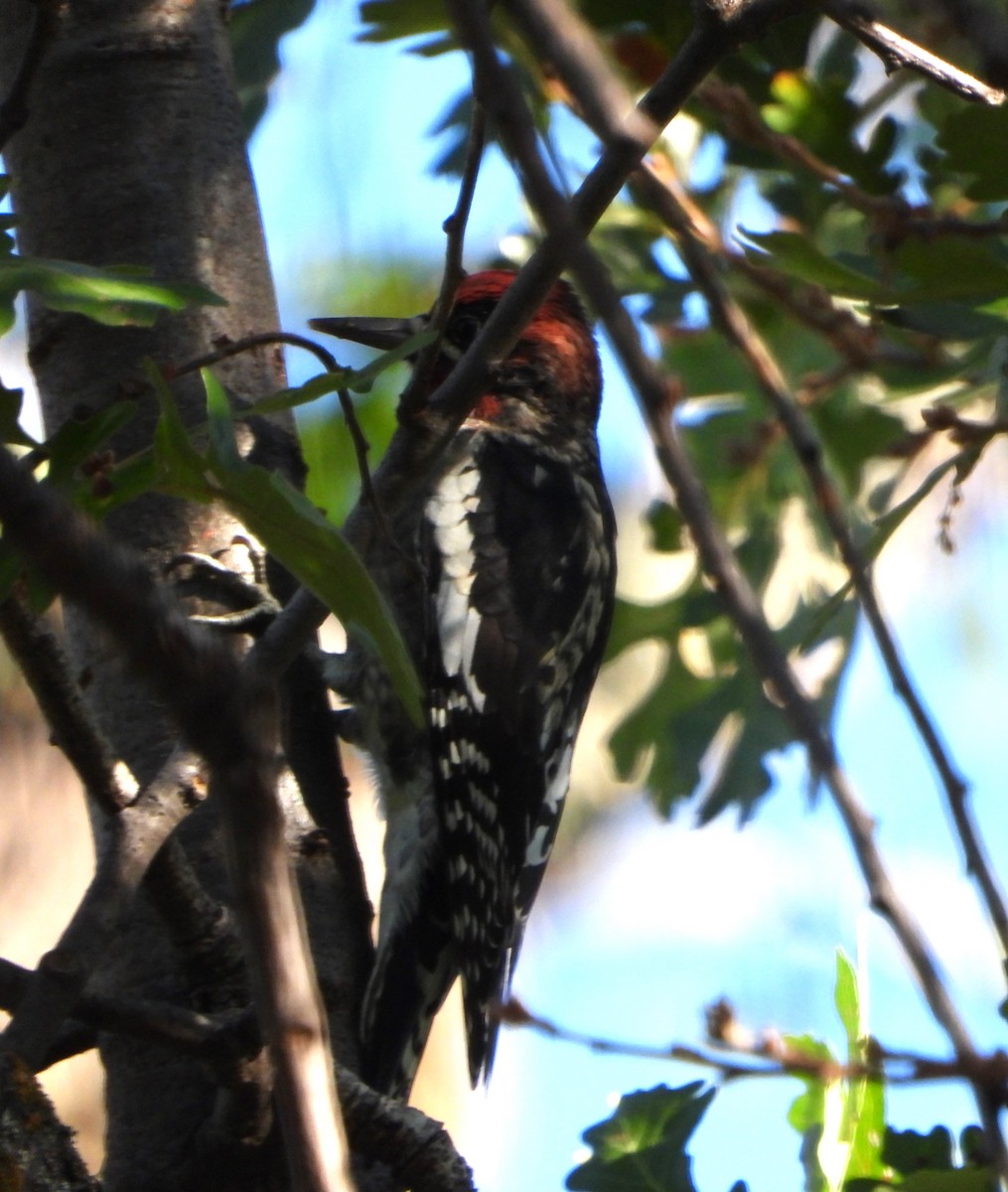 Red-breasted Sapsucker - ML642980351