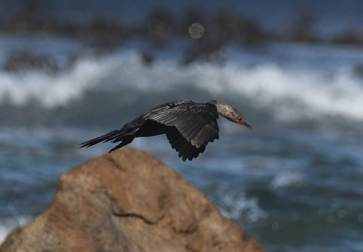 Crowned Cormorant - ML642980370
