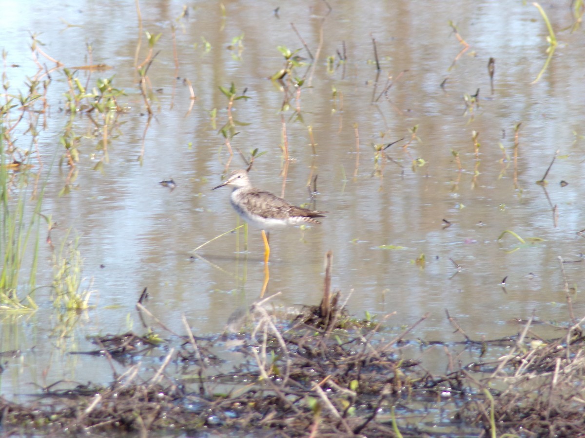 Lesser Yellowlegs - ML642980373