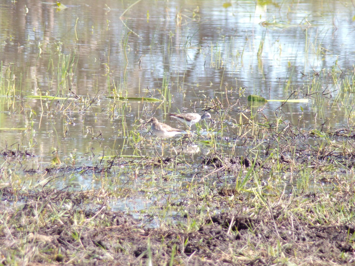 Lesser Yellowlegs - ML642980374