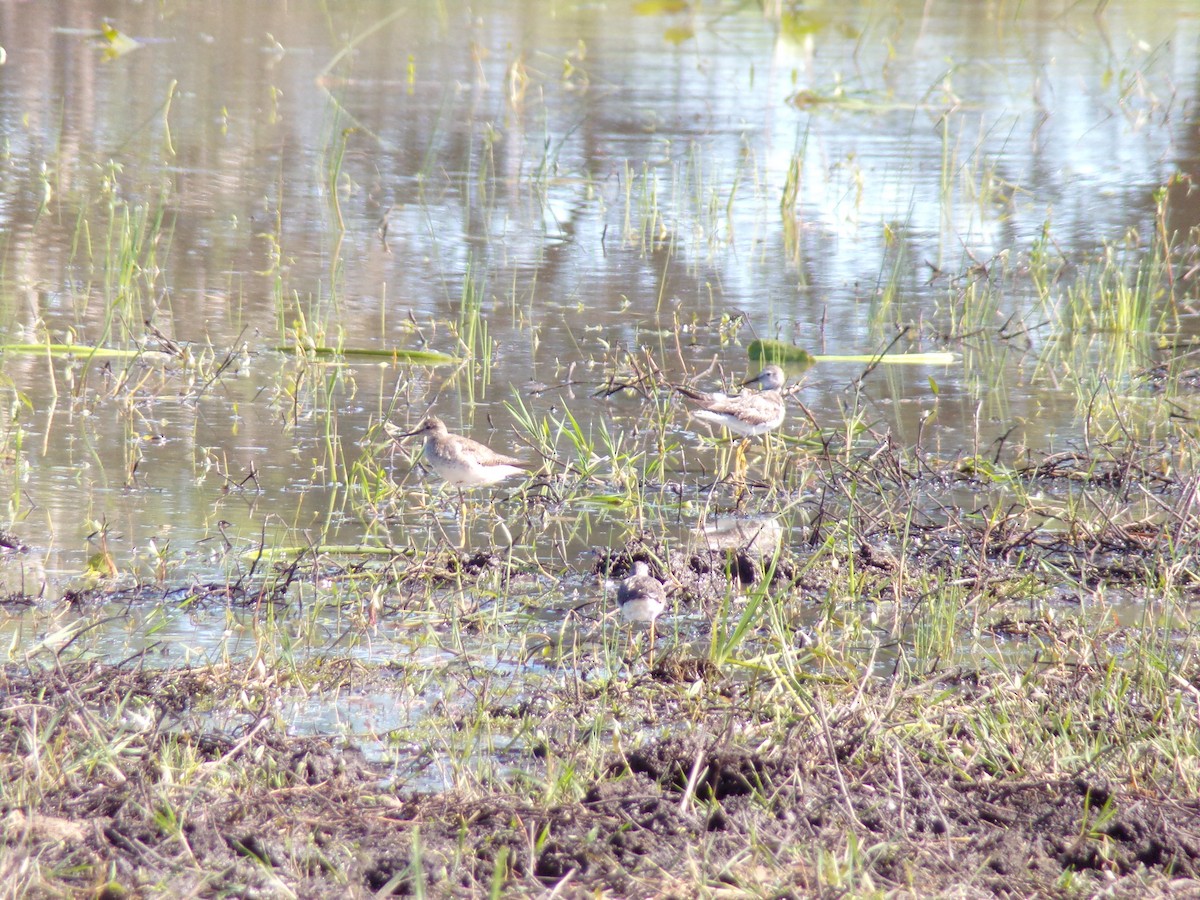 Lesser Yellowlegs - ML642980375