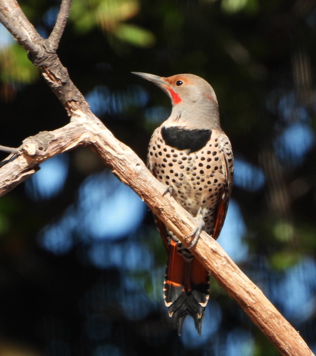 Northern Flicker - ML642980382