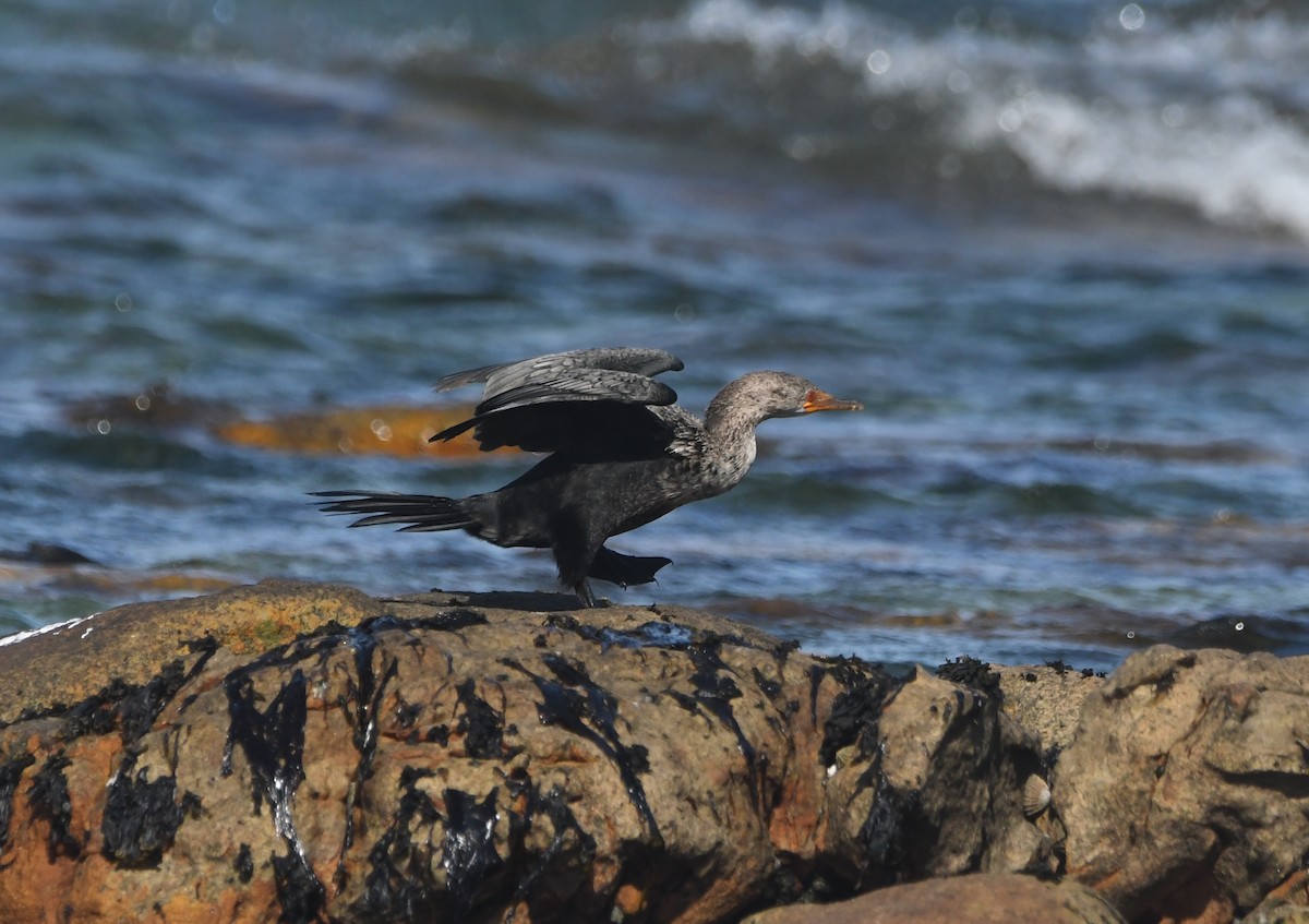 Crowned Cormorant - ML642980397