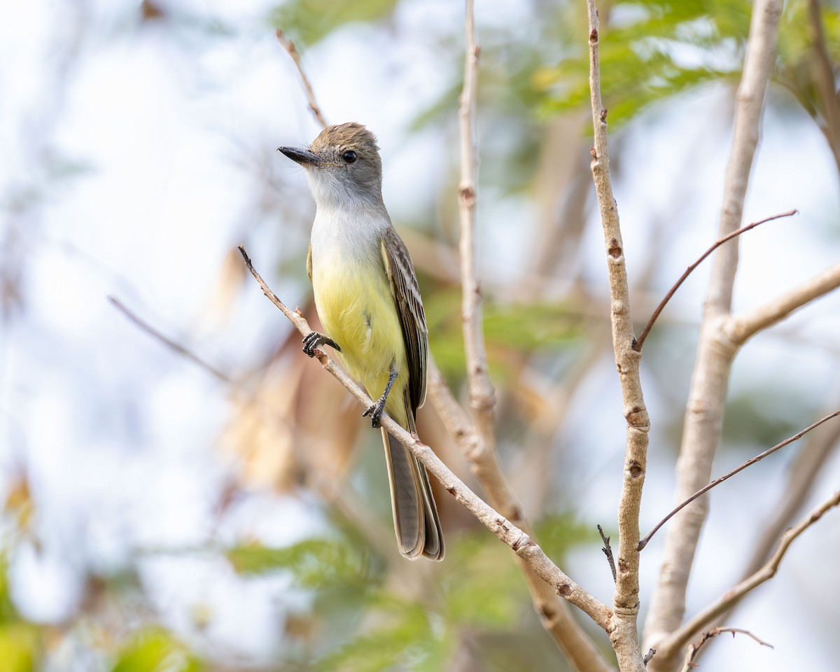 Short-crested Flycatcher - ML642980405