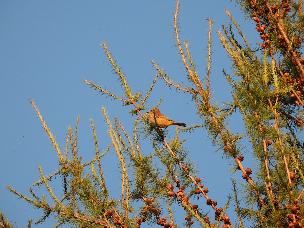 Palm Warbler - ML642980407