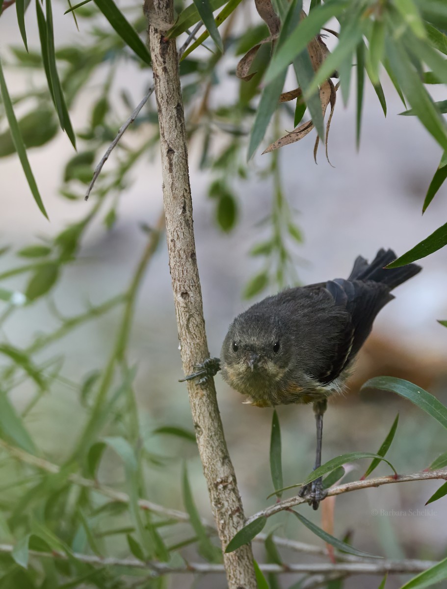 Black-throated Flowerpiercer - ML642980425