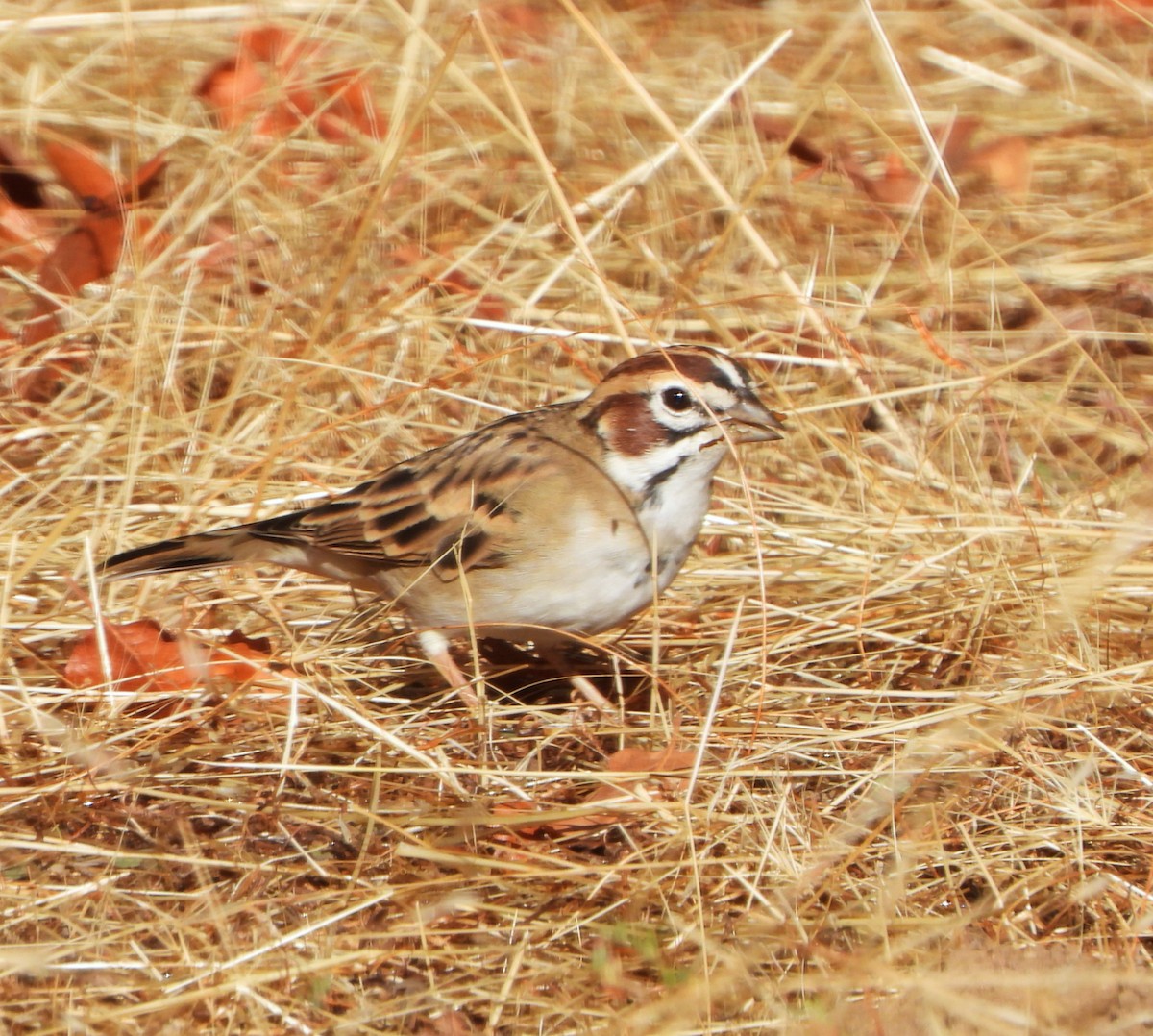 Lark Sparrow - ML642980430