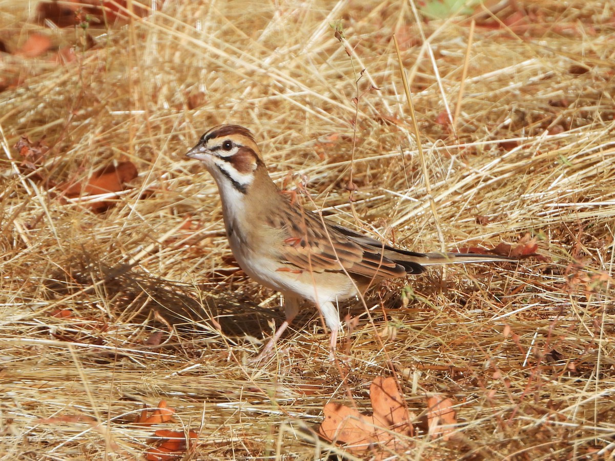 Lark Sparrow - ML642980431