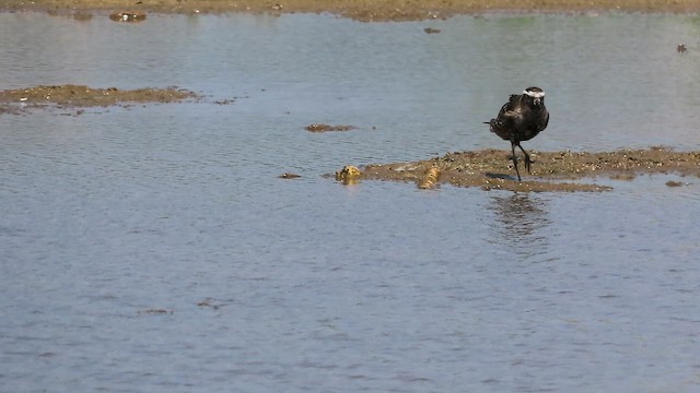 American Golden-Plover - ML642980435
