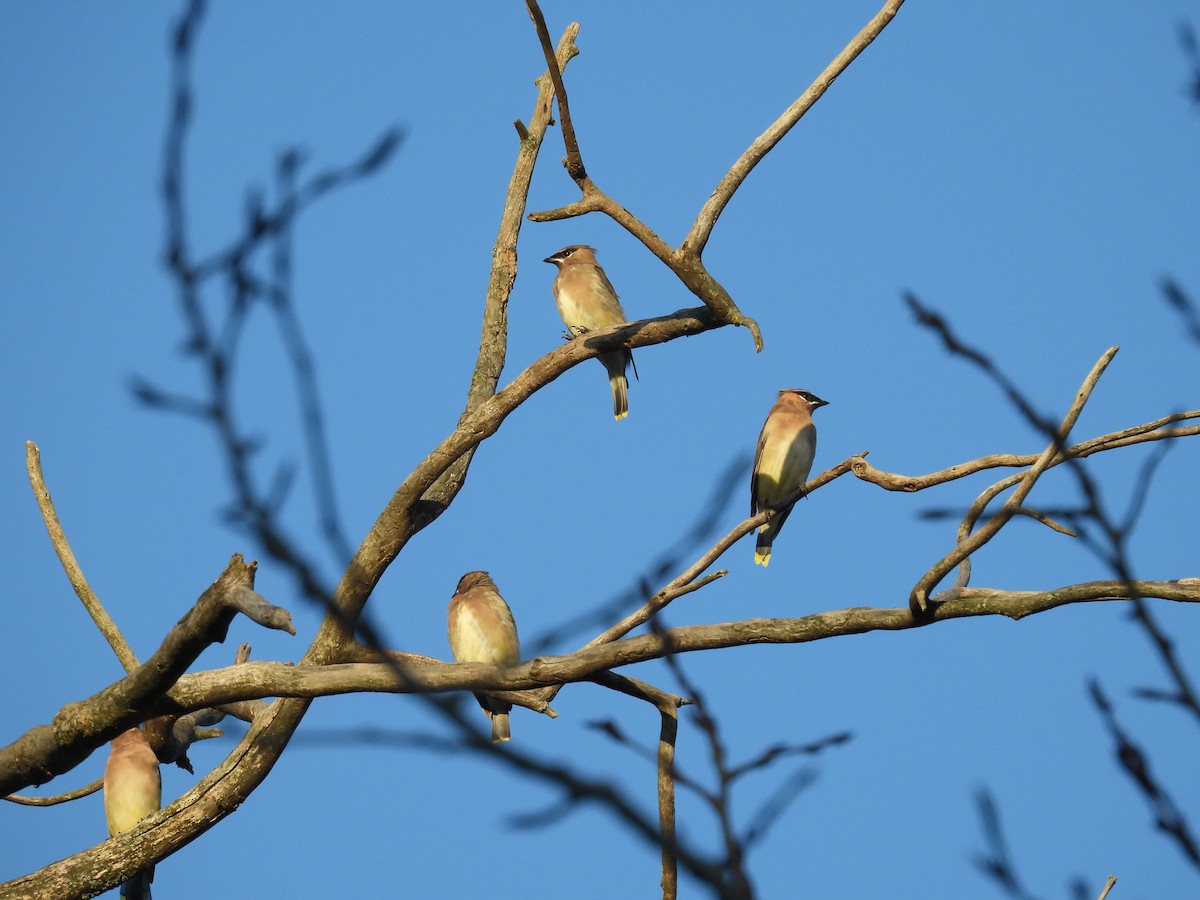 Cedar Waxwing - ML642980443