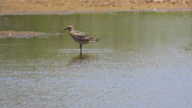American Golden-Plover - ML642980444