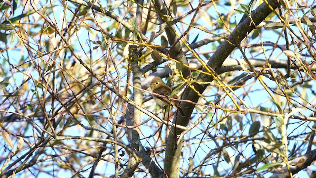 Western Flycatcher - ML642980450